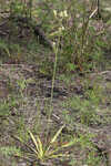 Southern rattlesnake master